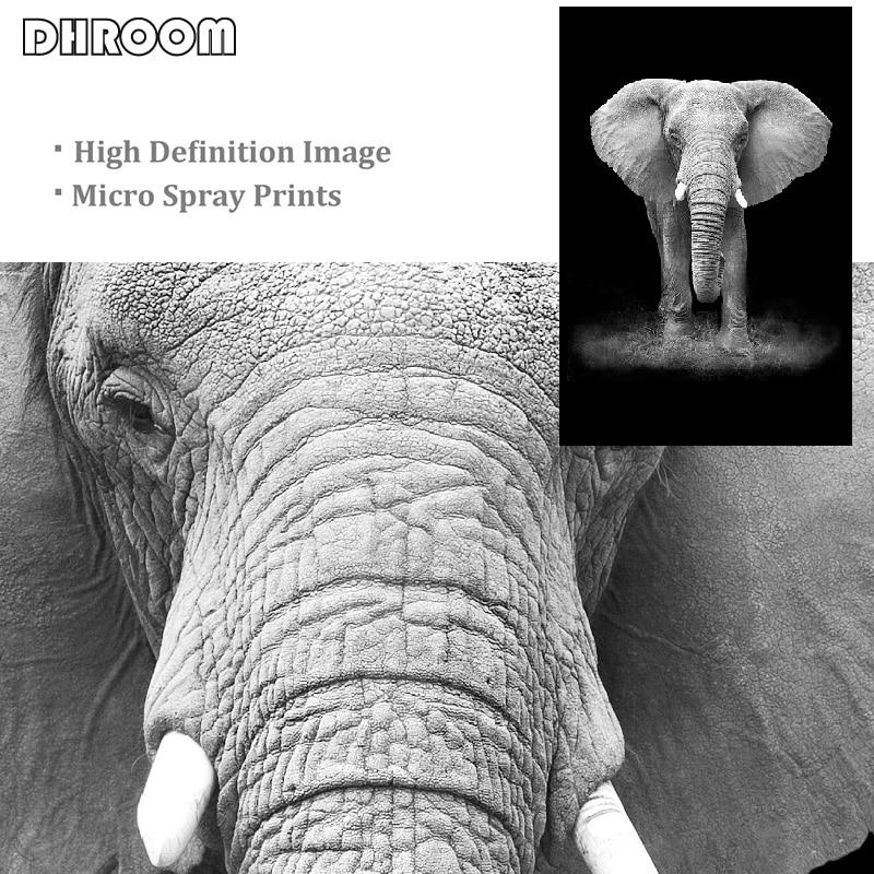 balck and white animals pictures