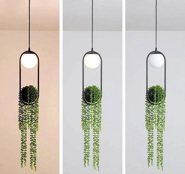 hanging plant low light