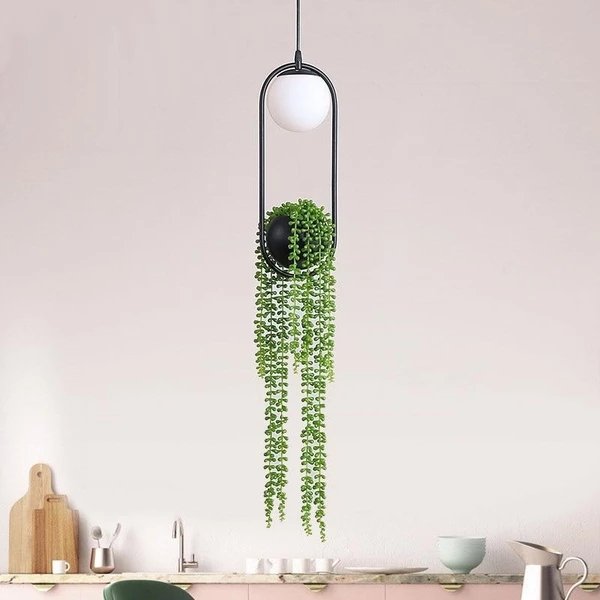 low light plants hanging
