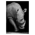 rhinoceros black and white animal pictures