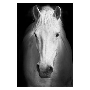horse black and white canvas wall art